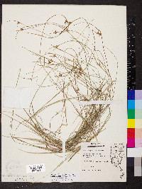 Scleria pauciflora image