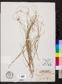 Scleria pauciflora image
