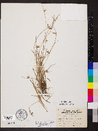 Scleria pauciflora image