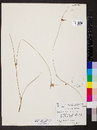 Scleria pauciflora var. pauciflora image