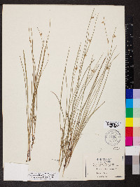 Scleria pauciflora var. caroliniana image
