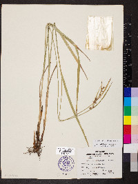 Scleria triglomerata image