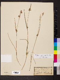 Scleria reticularis image