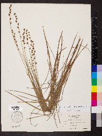 Scleria verticillata image