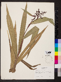 Scleria latifolia image