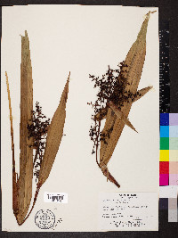 Scleria latifolia image
