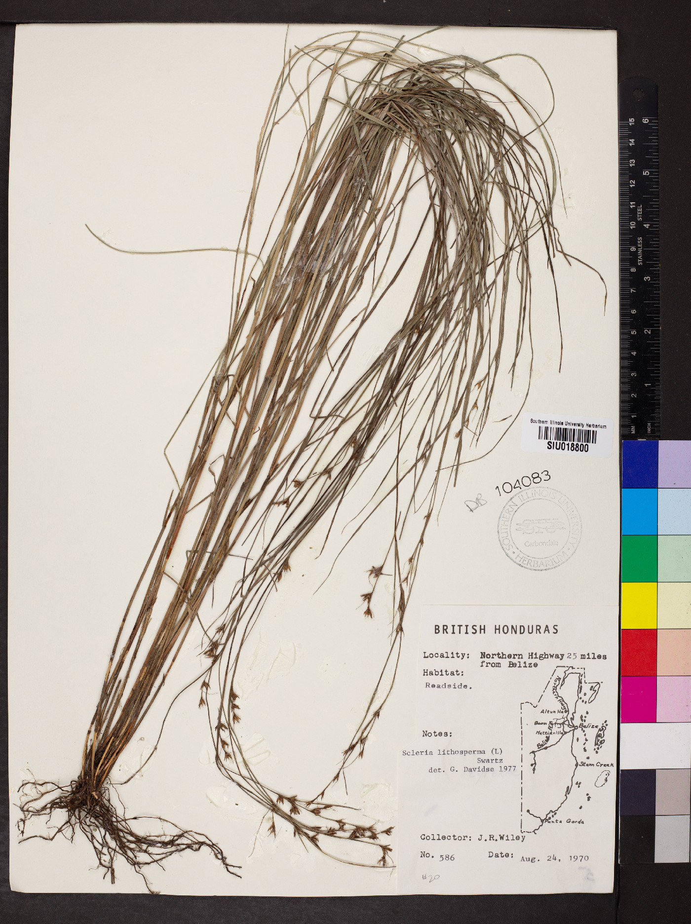 Scleria lithosperma image