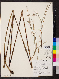 Scleria secans image