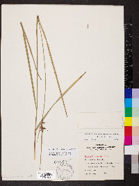 Scleria triglomerata image