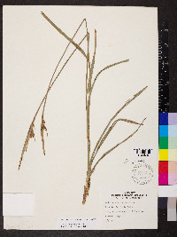 Scleria triglomerata image