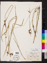 Scleria triglomerata image