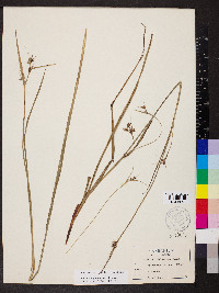 Scleria triglomerata image