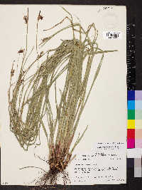 Scleria triglomerata image