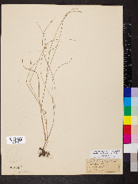 Scleria pauciflora image