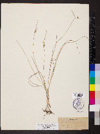 Scleria pauciflora var. pauciflora image