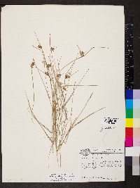 Scleria pauciflora image