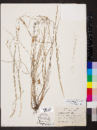 Scleria pauciflora image