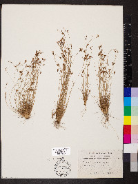 Bulbostylis capillaris subsp. capillaris image