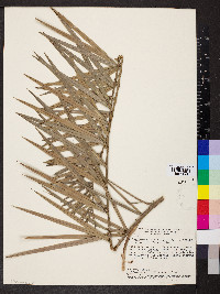 Allagoptera leucocalyx image