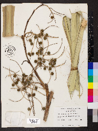 Sabal palmetto image