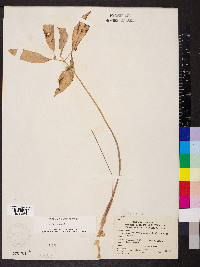 Arisaema dracontium image