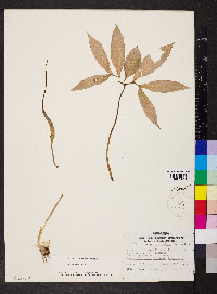 Arisaema dracontium image