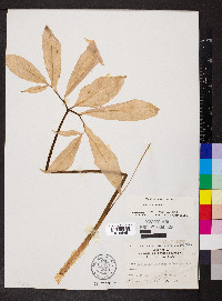 Arisaema dracontium image
