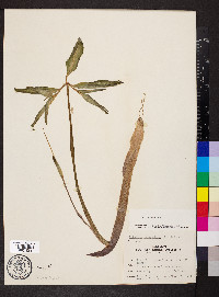 Arisaema dracontium image