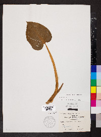 Calla palustris image