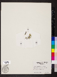 Spirodela polyrhiza image