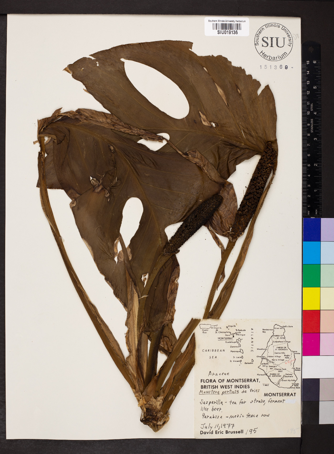Monstera pertusa image