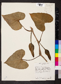 Philodendron hederaceum image