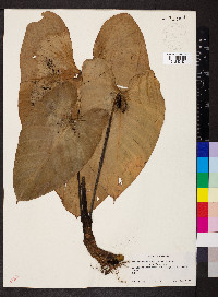 Philodendron sagittifolium image