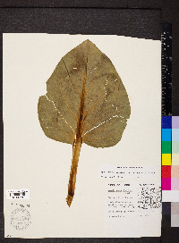 Symplocarpus foetidus image