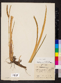 Acorus calamus image