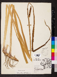 Acorus calamus image