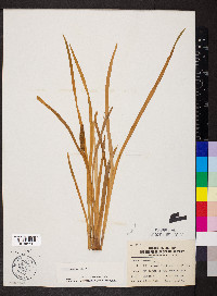 Acorus calamus image