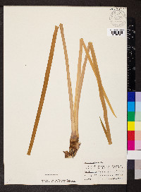 Acorus calamus image