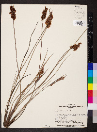 Media resource of Anarthria gracilis