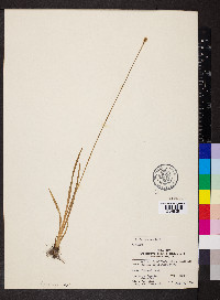 Xyris jupicai image
