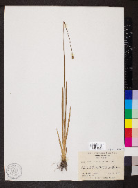 Xyris jupicai image