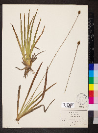 Xyris serotina image