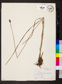 Xyris torta image