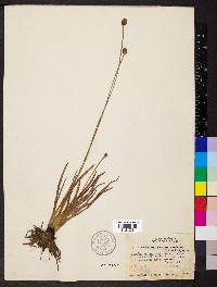 Xyris caroliniana image