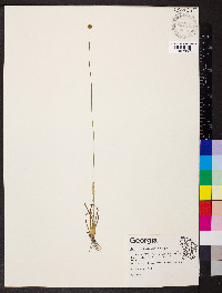 Xyris flabelliformis image