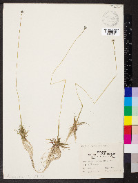Eriocaulon septangulare image
