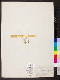 Eriocaulon septangulare image