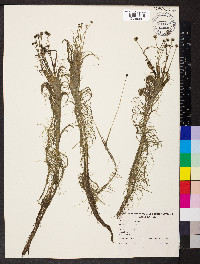 Eriocaulon setaceum image