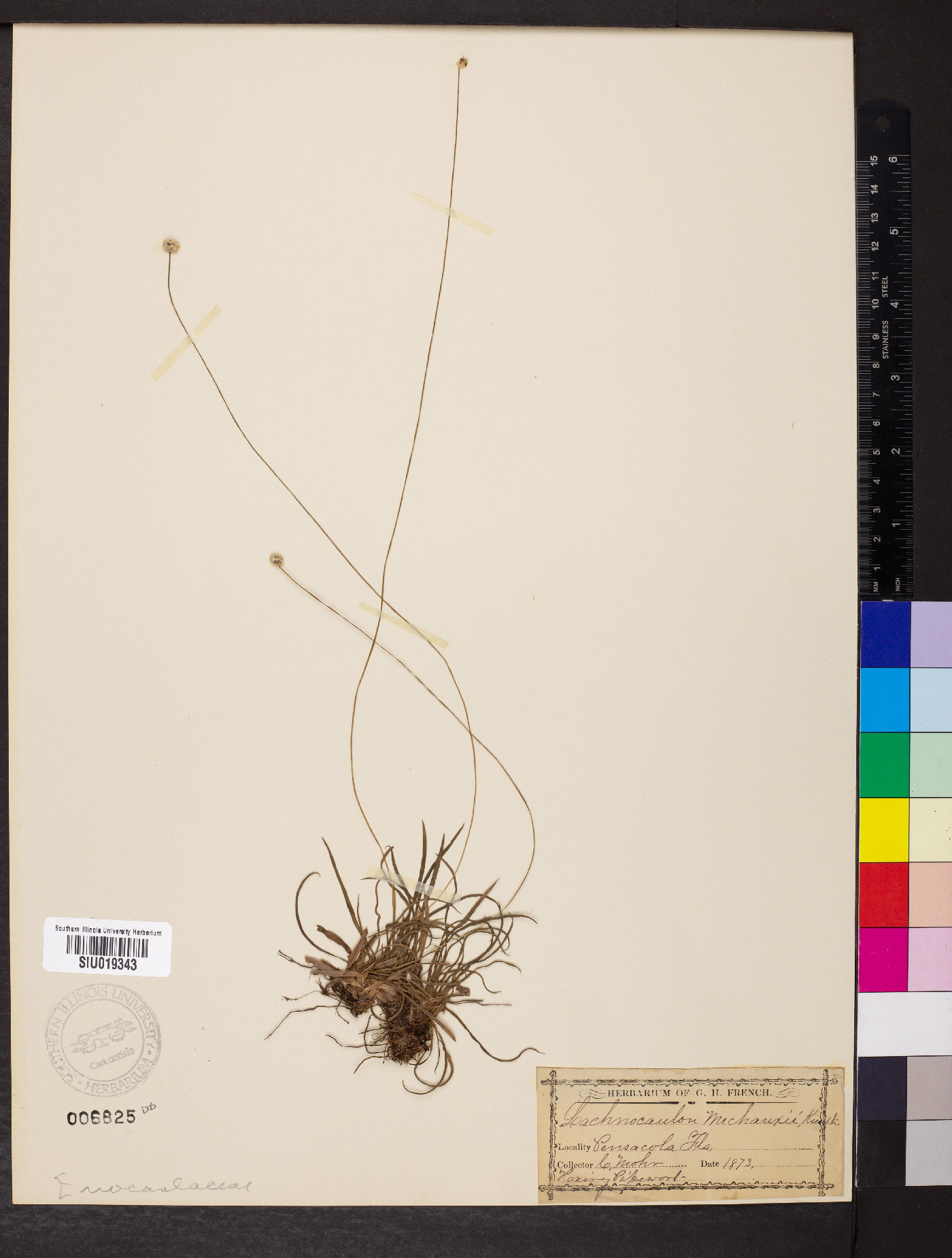 Paepalanthus anceps image