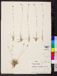 Eriocaulon septangulare image